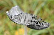 hazenpootje (coprinopsis lagopus) 11-2010 1890